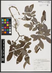 Foto von Salix appendiculata Vill.